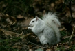 Grey Squirrel